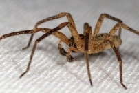 La Zoropse  pattes pineuses. Un mle (Araneae - Zoropsidae - Zoropsis spinimana)